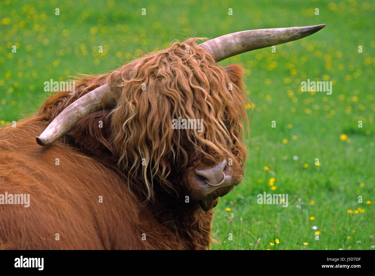 Tiere Horn Tier Porträt Rinder Rinder auf dem Bauernhof Tier Traditionsmusik Stockfoto