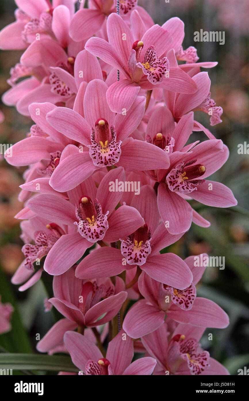 Cymbidium Hybriden Sorten Sterne Brücke Stockfotografie Alamy