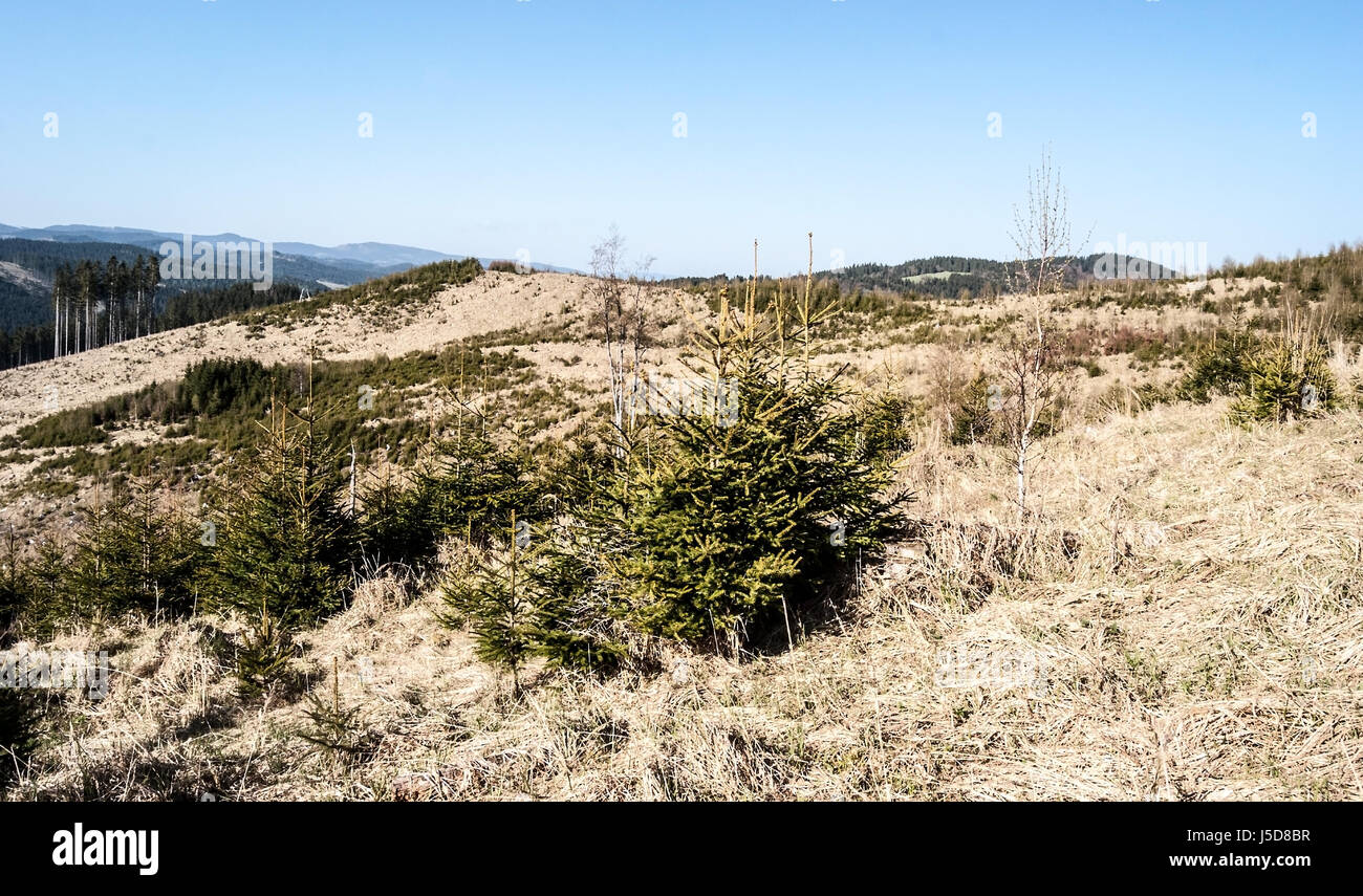 Umweltkatastrophe in jarvoniky Berge in der Slowakei - die entwaldete Hügel durch timberh Ernte Stockfoto
