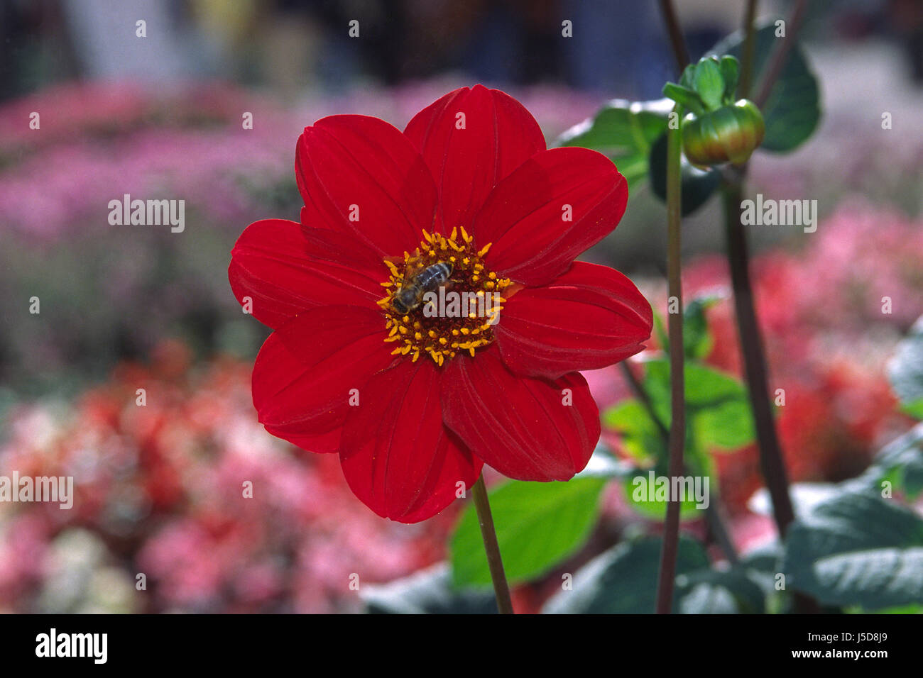 Blume Blumen Pflanzen Dahlie Zierpflanzen Röte rote Dahlien sorte Stockfoto