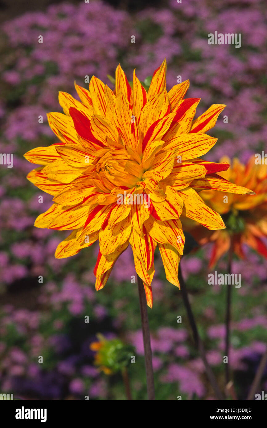 Dahlie x culturum Fotos und Bildmaterial in hoher Auflösung Alamy