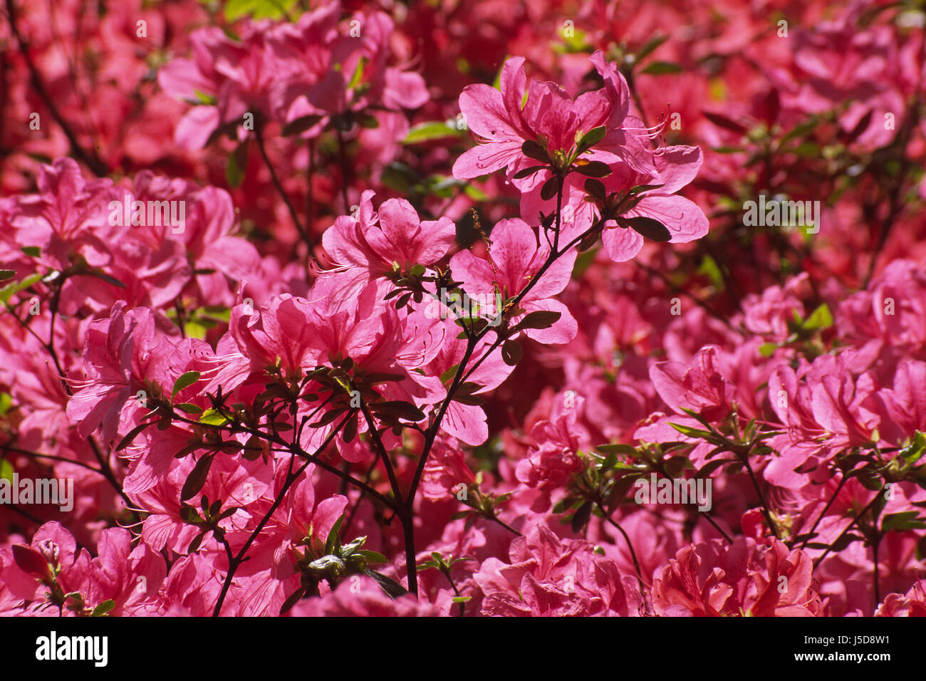 Frühlingsanfang frühling Fotos und Bildmaterial in hoher Auflösung