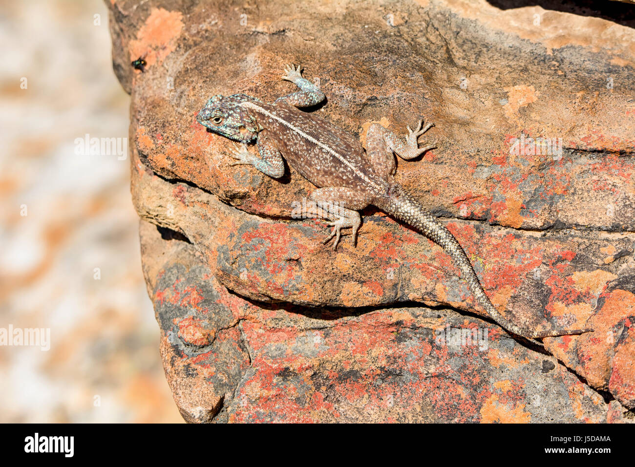 Southern Rock Agama in der Sonne aalen Stockfoto