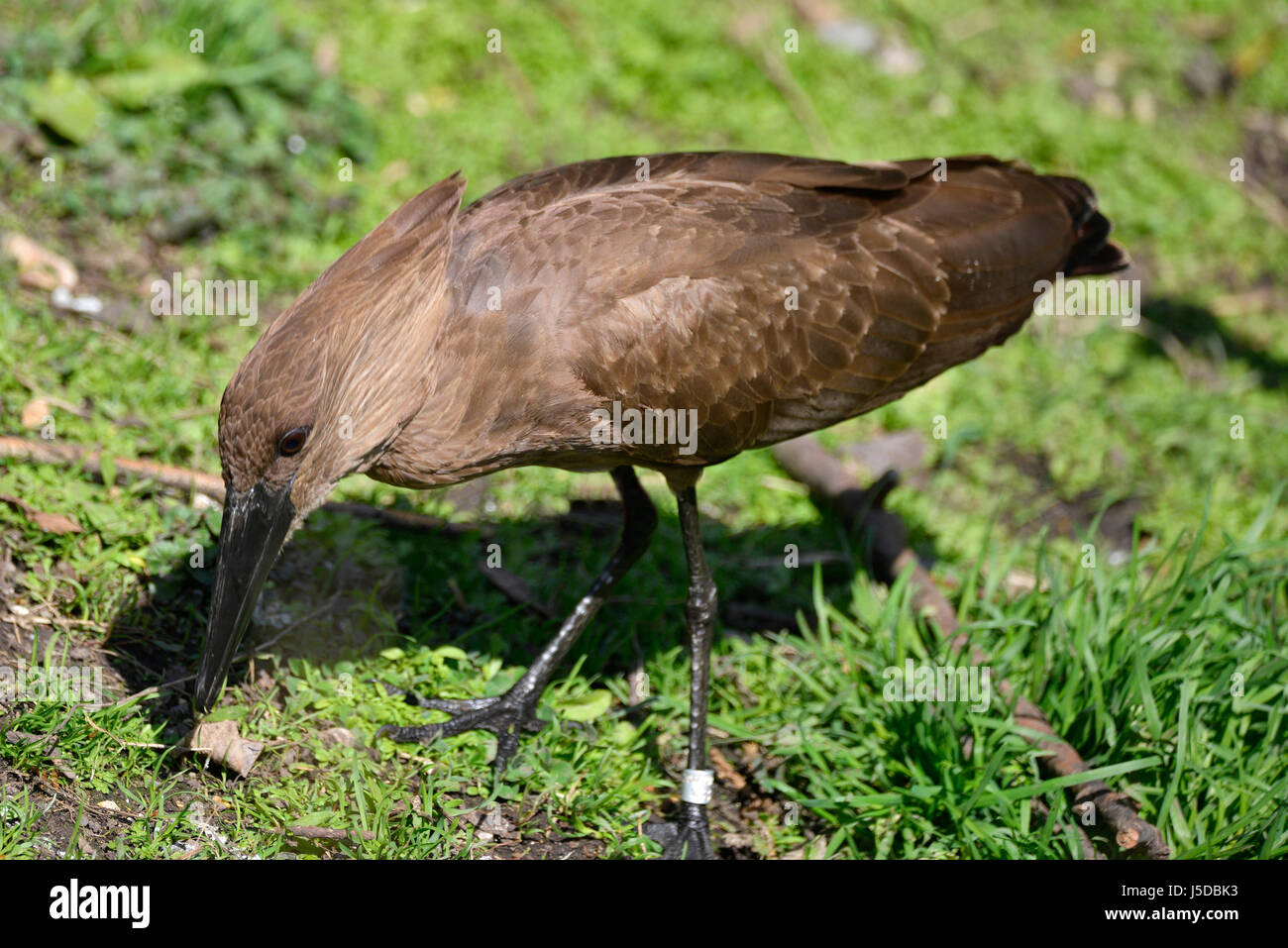 Schöne Hamerkop Scopus Umbretta Vogel bei Sonneneinstrahlung im Frühjahr am Ufer Stockfoto