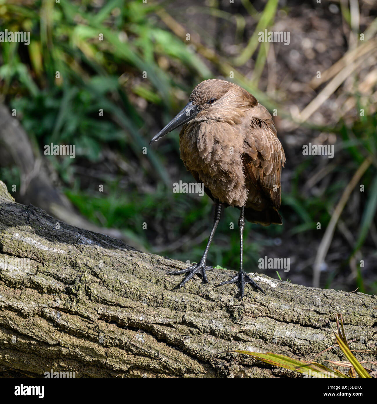 Schöne Hamerkop Scopus Umbretta Vogel bei Sonneneinstrahlung im Frühjahr am Ufer Stockfoto