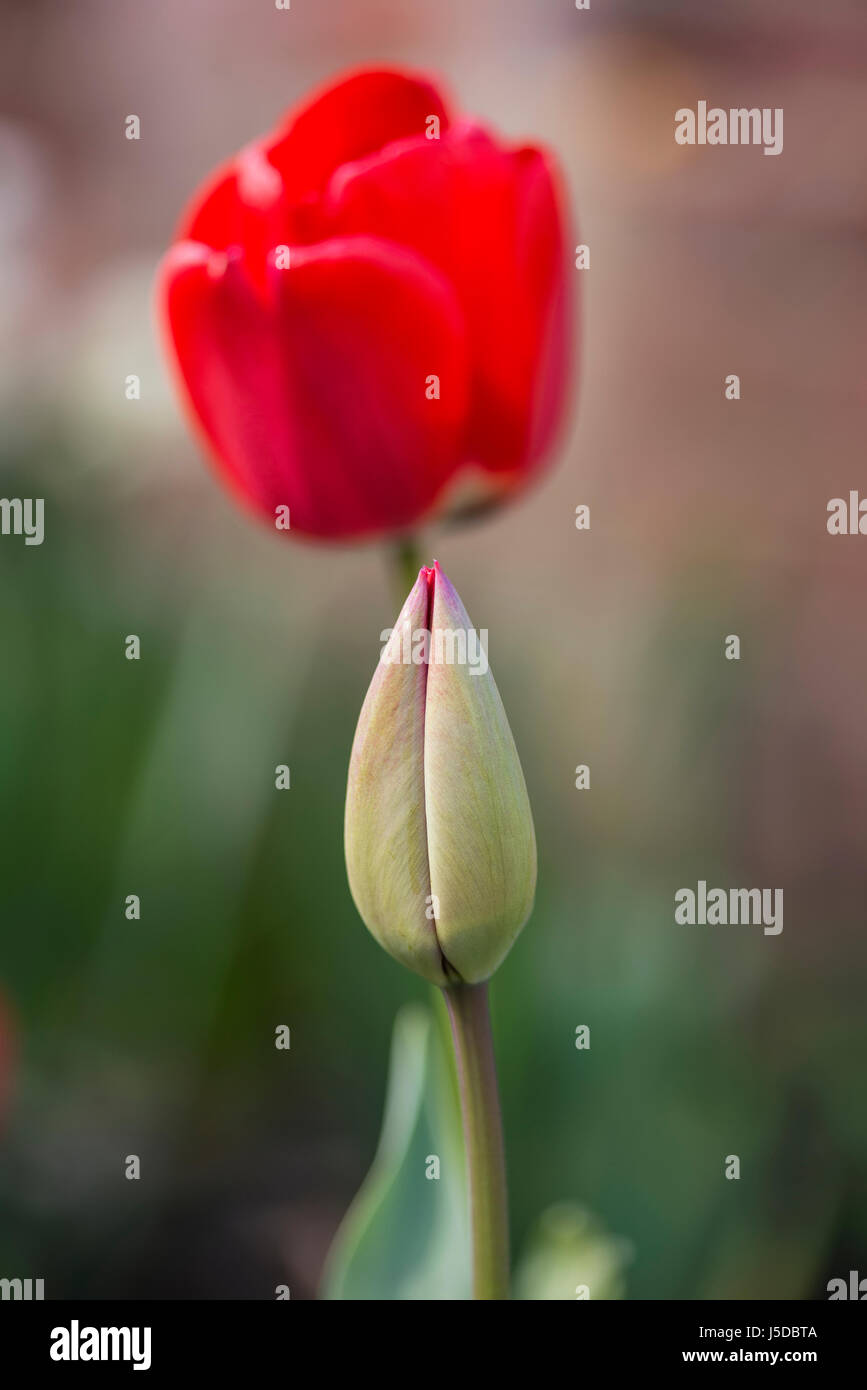 Schöne Tulpe Knospe und Blüte in der Frühlingssonne Stockfoto