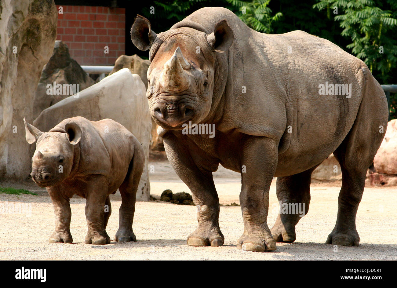 Säugetier wilde Afrika junge Tier schwere harte Nashorn Rhinoceros muttertier Stockfoto