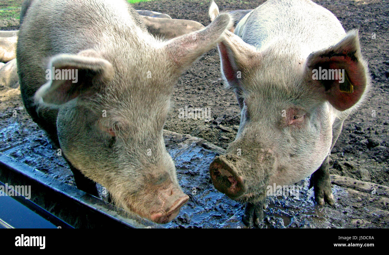 Futter Eco Haustiere Schmutz Säugetiere Schlamm Schweine Schwein Schlachtung Zuchtrindern Fütterung Stockfoto