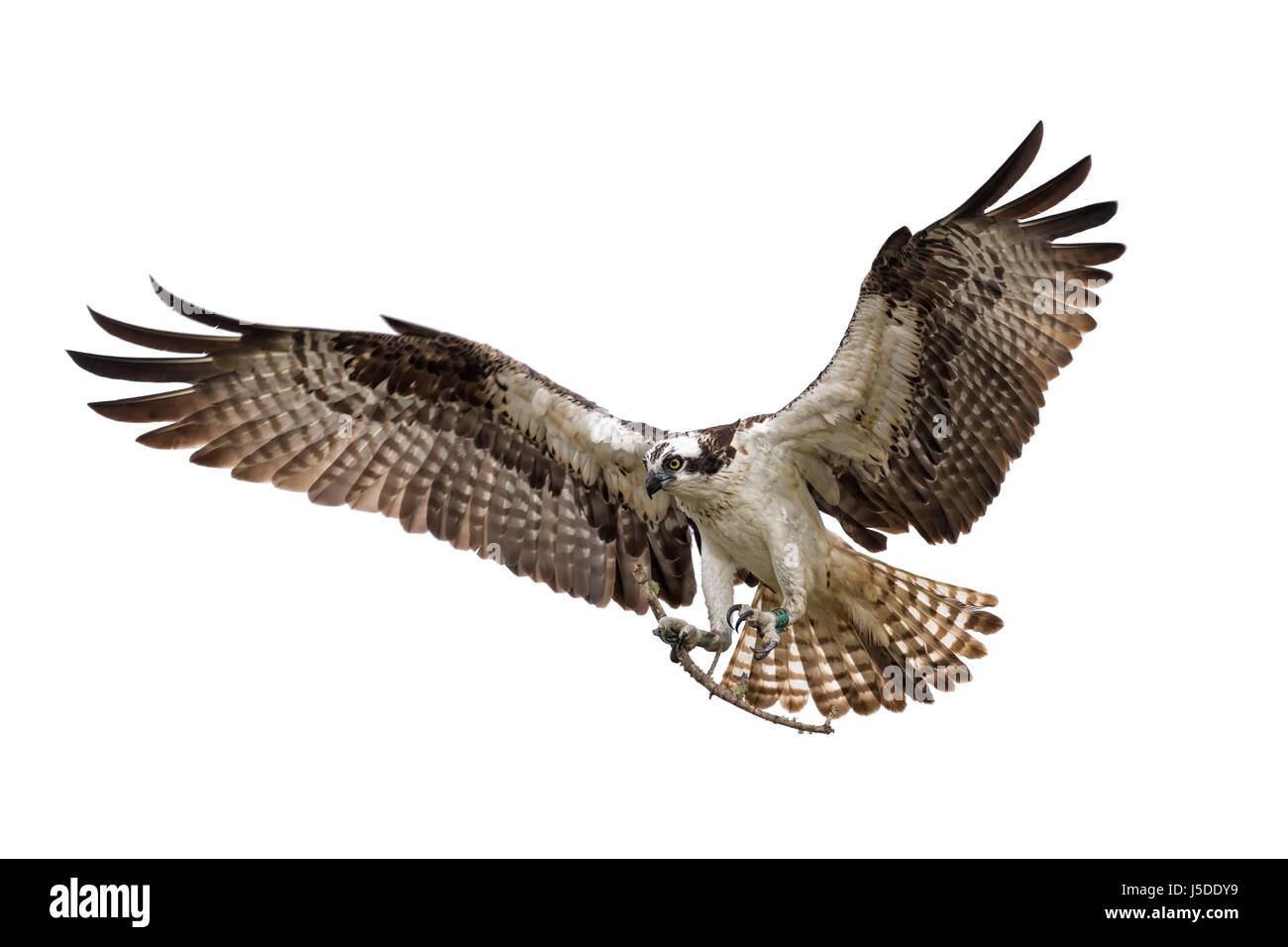 Fischadler - Pandion haliaetus Stockfoto
