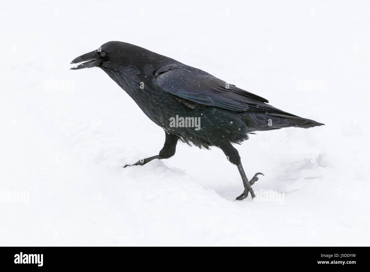 Kolkrabe - Corvus corax Stockfoto