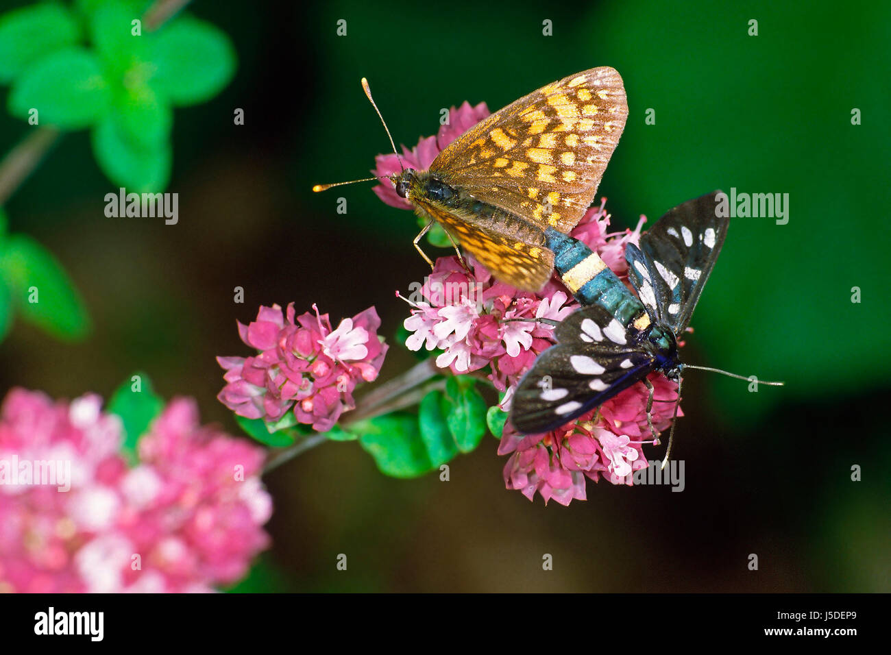 Schmetterling Schmetterlinge Kopula, Paarung Mate Seltenheit Irrtümer Amata phegea Stockfoto