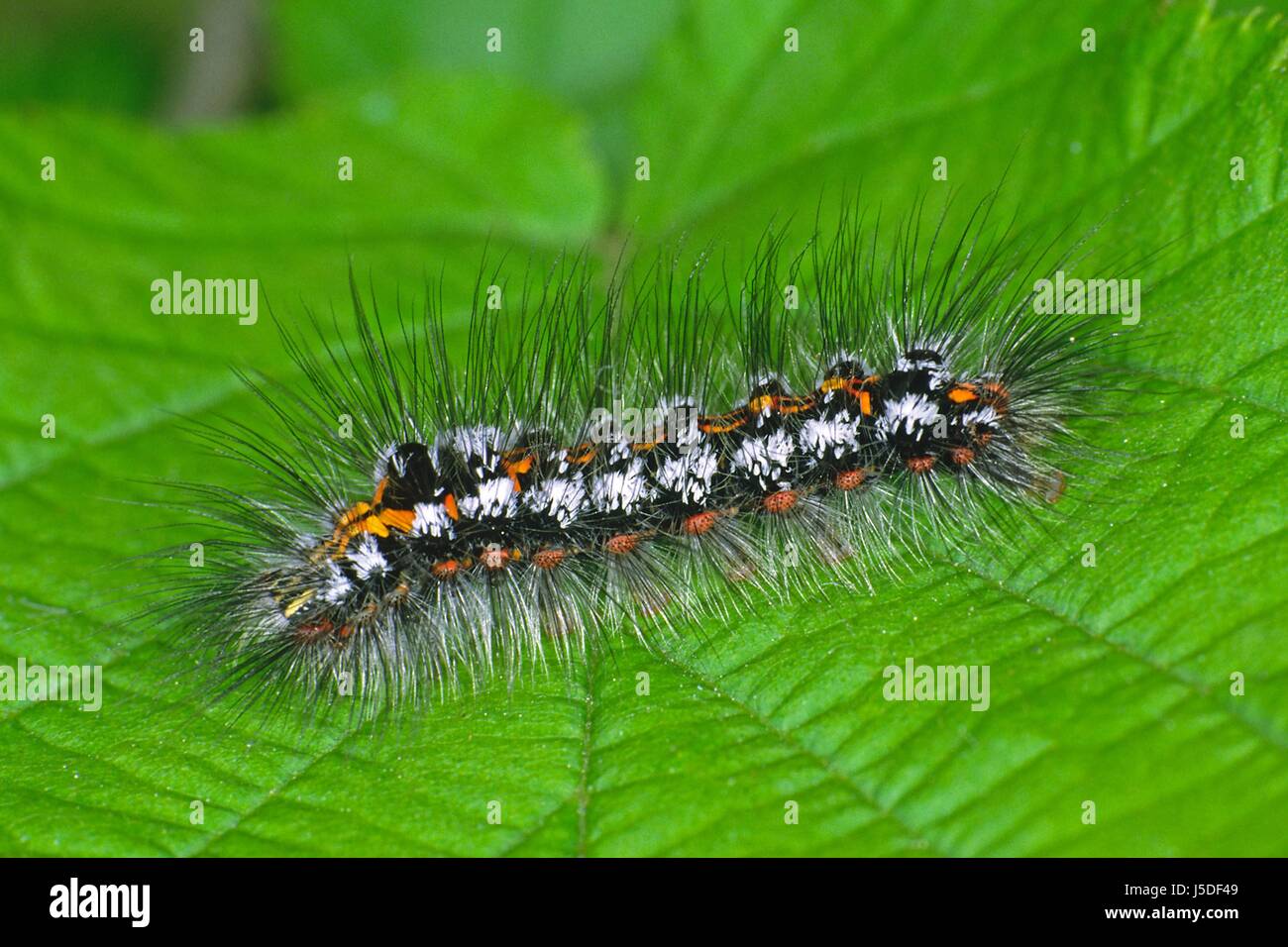 Porthesia Similis, Schwan, Raupe Stockfoto