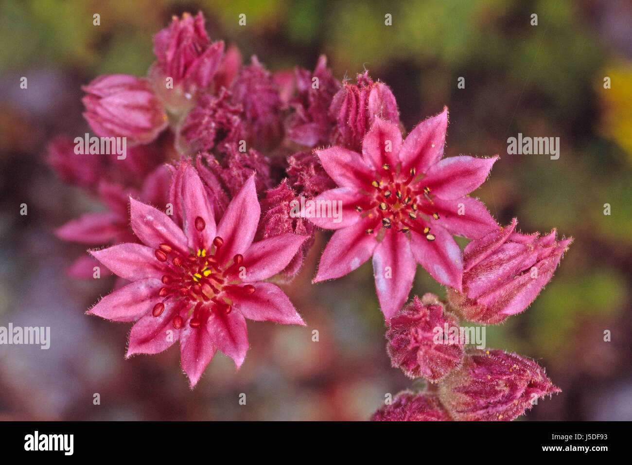 Alpine Blumen Pflanzen verrotten rot Sempervivum Arachnoideum Spinnwebige hauswurz Stockfoto