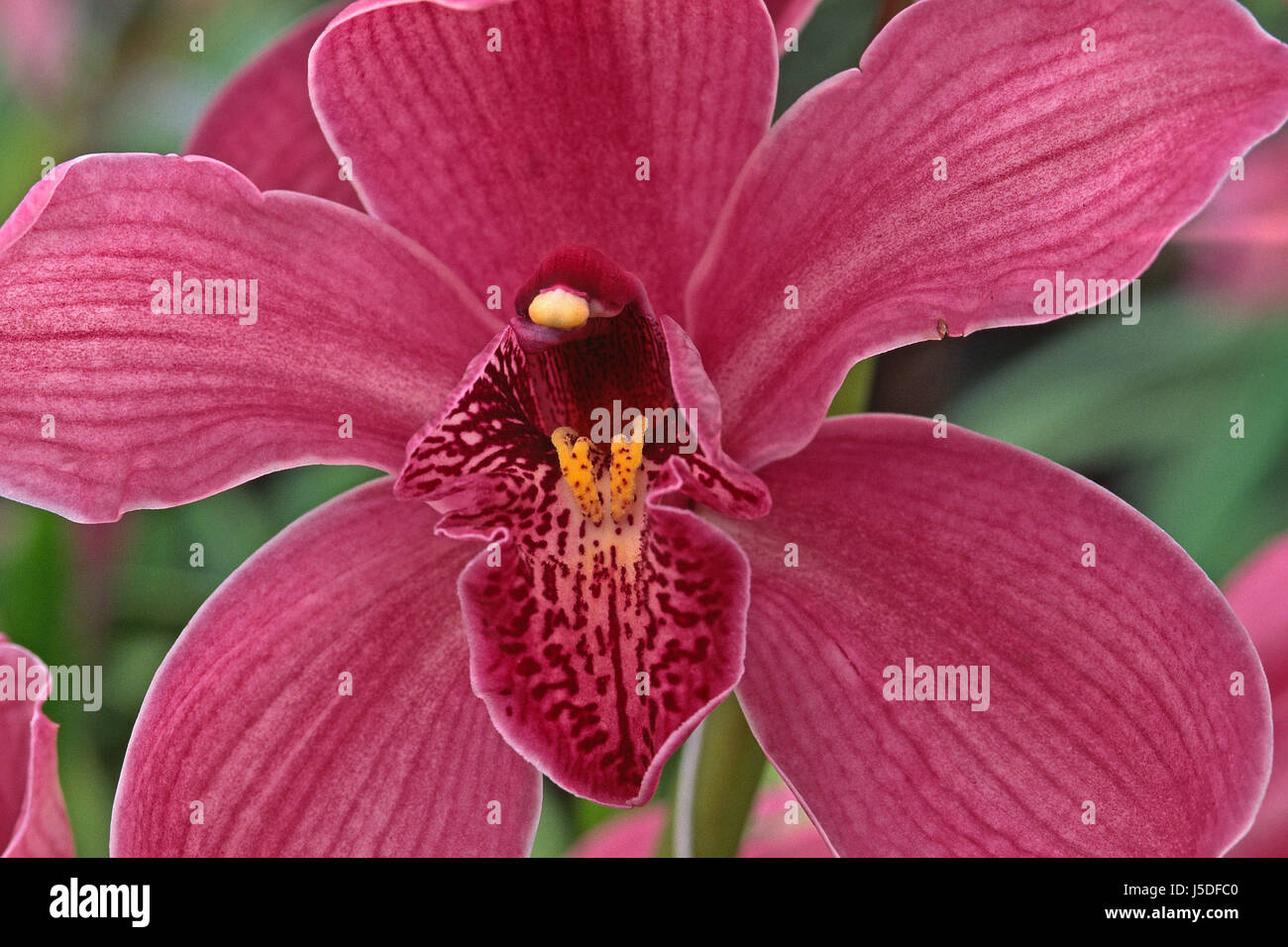 Cymbidium Hybriden Cymbidium (Orchid Kahn) (Detail) Stockfoto