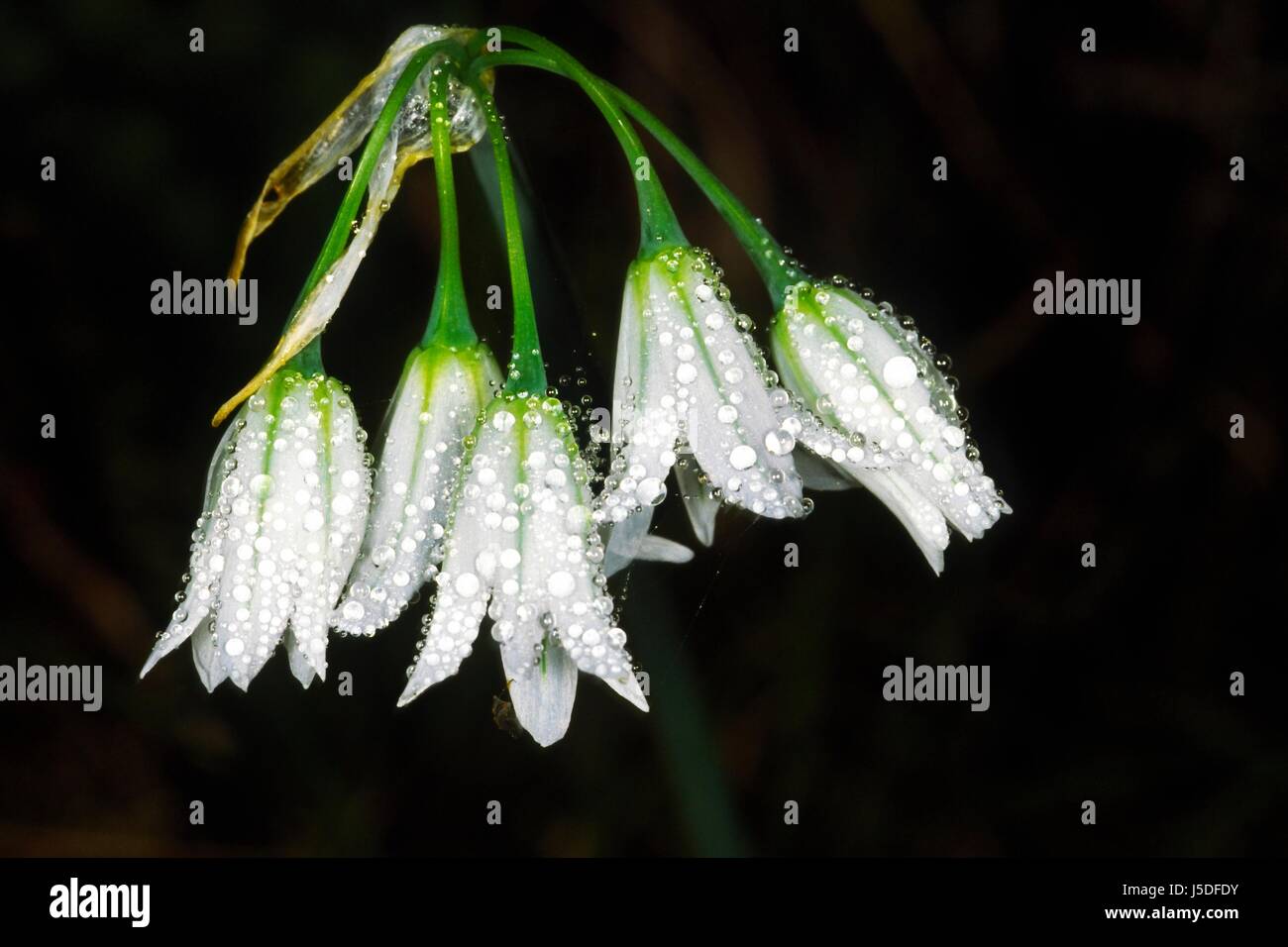 Allium Triquetum, Allium triquetrum Stockfoto