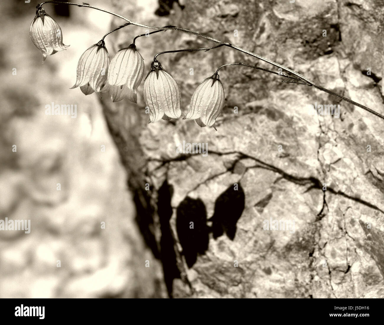 Pflanze Blume Blumen bw schwarz dunkelhäutigen kohlschwarze tiefschwarze leer Europäischen Stockfoto