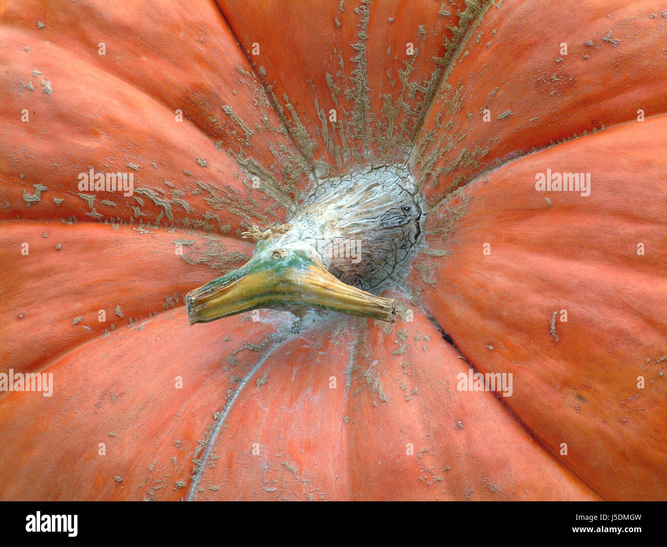 Orange Makro Nahaufnahme Makro Aufnahme schließen Sie Ansicht detail Gemüse halloween Stockfoto