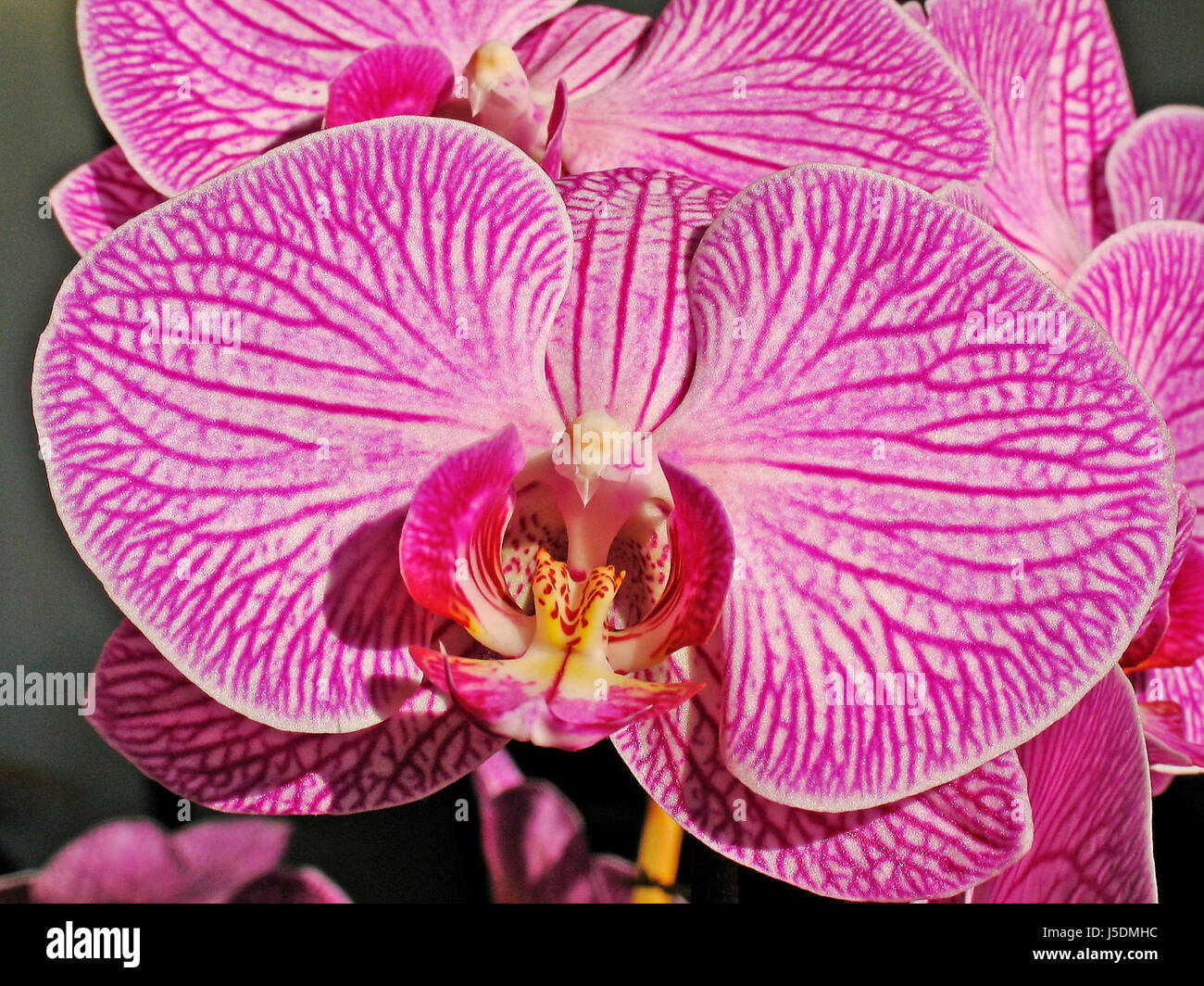 Phalaenopsis hybride Fotos und Bildmaterial in hoher Auflösung Alamy