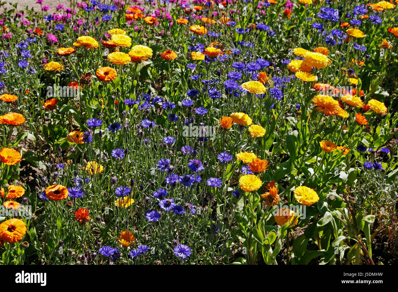 farbige bunte wunderschöne vielfältige farbenprächtige Sommer sommerlich blau Stockfoto