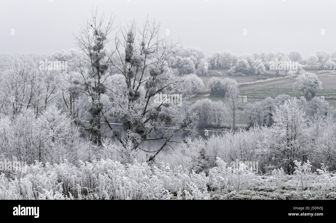 Raureif auf dem Land im Winter, bewaldeten Ufer des Flusses Mayenne (nördliche Mayenne, Land der Loire, Frankreich). Stockfoto