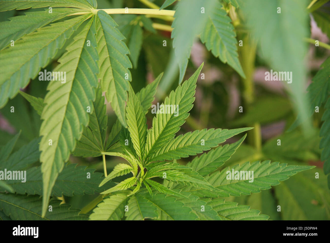 Cannabis 2 Stockfoto