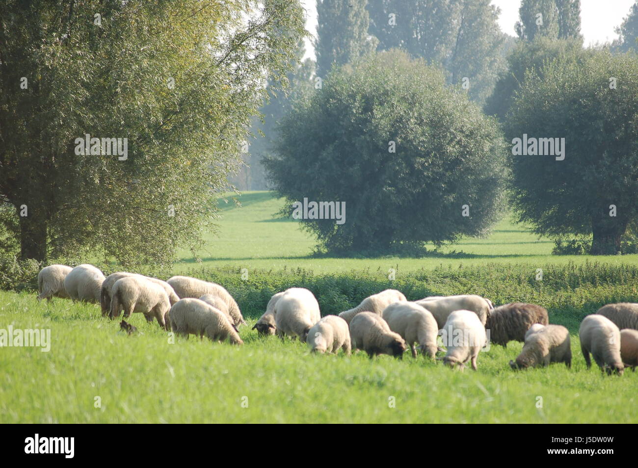 grüne Landwirtschaft Landwirtschaft Wolle Hund deutsche Sheperd deutschen Sheperd Hund freien Herde Stockfoto