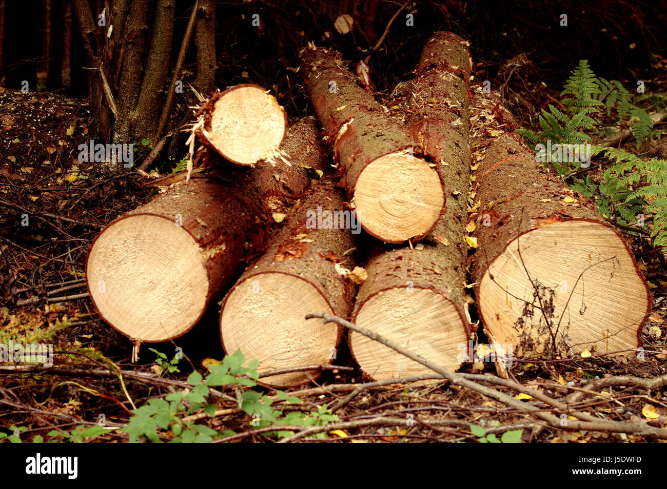 Möbel Stamm Tanne Holz gesägt abgesägt Holzfäller sagte abgeblasen Instrumente Stockfoto