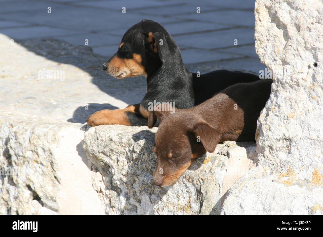 Braun bräunlich Brünette traurig schwarze dunkelhäutige kohlschwarze tiefschwarze Hunde Wärme Stockfoto