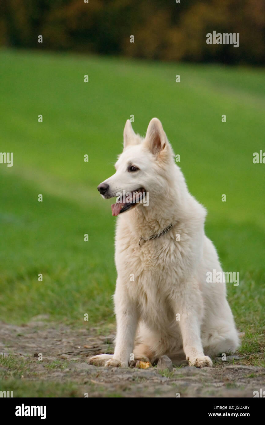 Spitz Ohren Stockfotos und -bilder Kaufen - Alamy