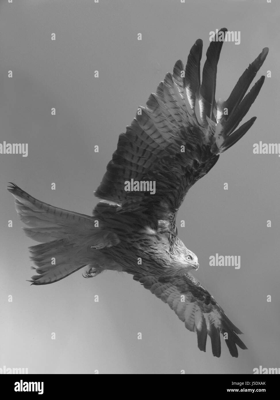 Flug bw Raptor Flügel Federn Schnabel Adler gefälschte Spannweite Steinadler Schnäbel Stockfoto