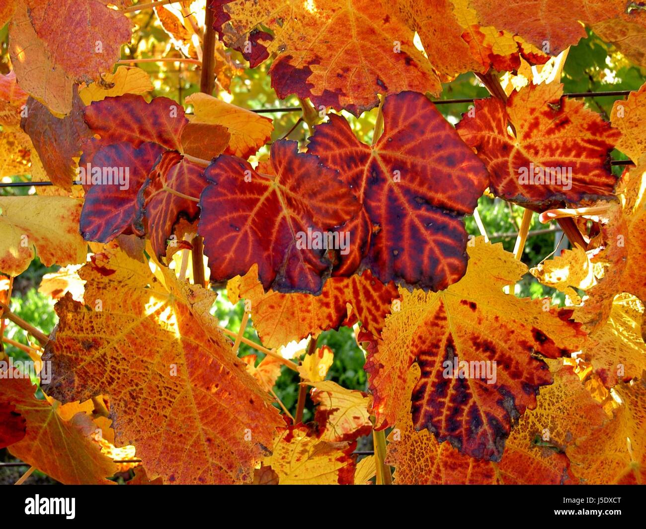Herbstliche Farben Pracht Stockfoto