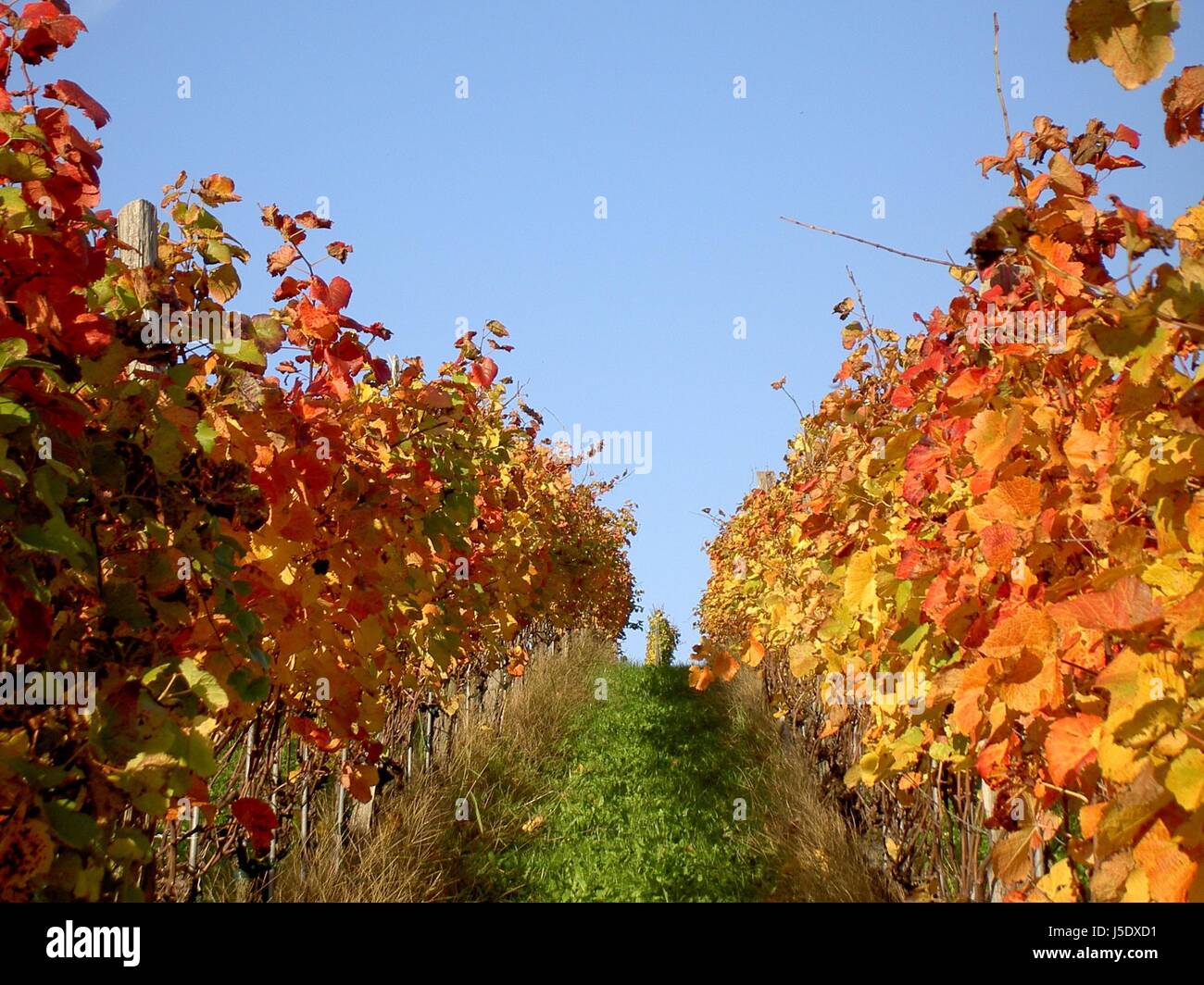 blaue Schweiz herbstlichen Reben verblasst Oktober gemeinsame Weinreben zwischen Stockfoto