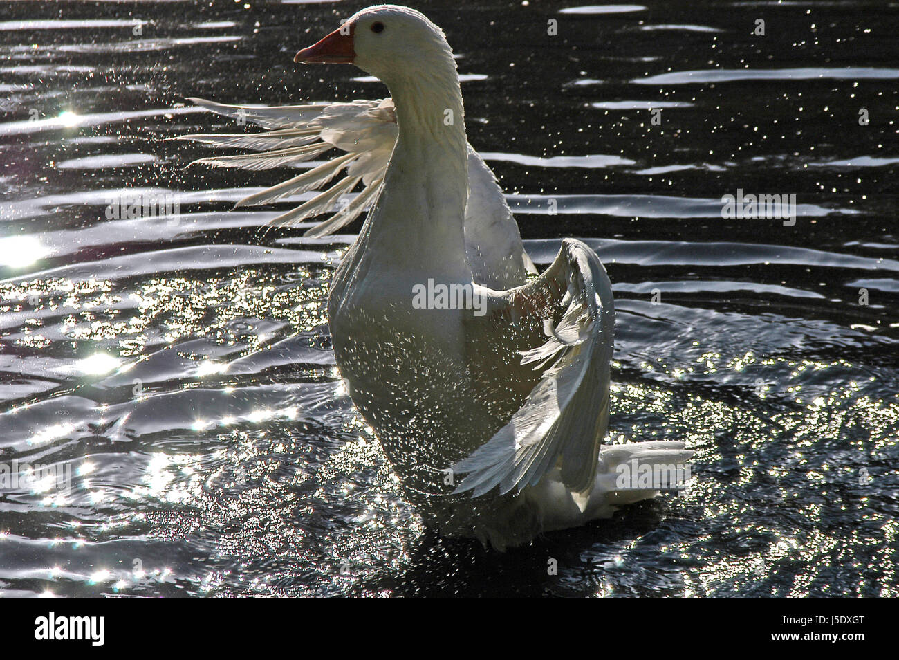 Gans-Hintergrundbeleuchtung Stockfoto