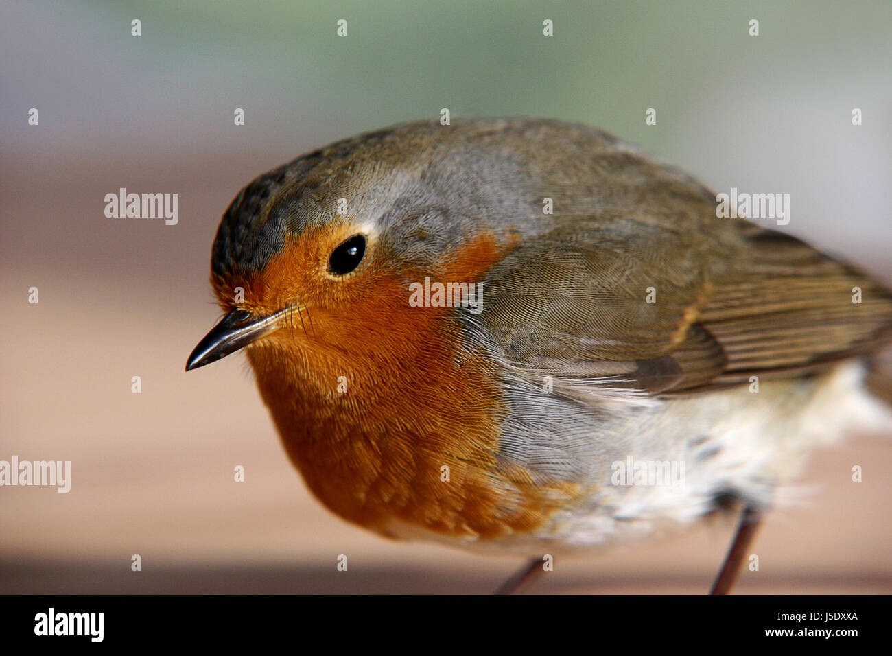 Winter Vogel braun bräunlich Brünette Auge Orgel Vögel Flügel Federn schräg Stockfoto