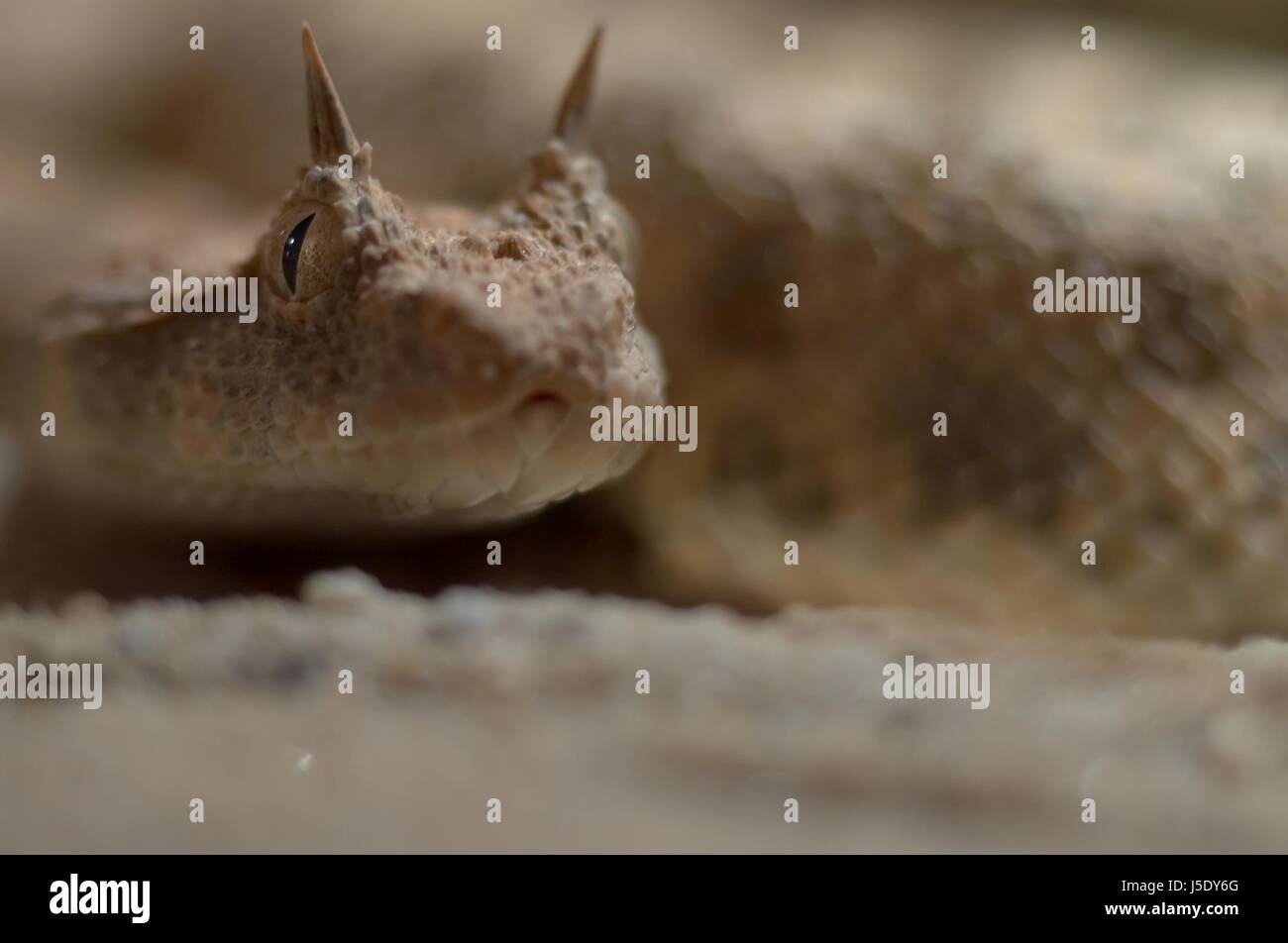 Auge Orgel Detail Zulassung Tele Schlange Viper Sand Sand giftig giftig Stockfoto