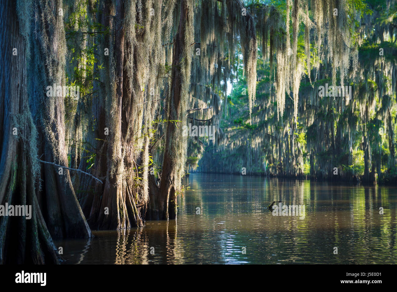 Nebliger Morgen Sumpf Bayou Szene der amerikanischen Südstaaten mit kahle Zypresse Bäume und spanischem Moos im Caddo Lake, Texas Stockfoto