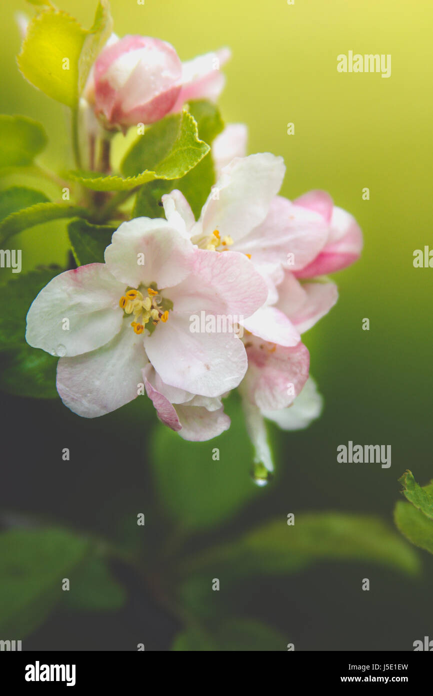 Apple Blüten nach einem Niederschlag während der Frühling in Upstate New York. Stockfoto