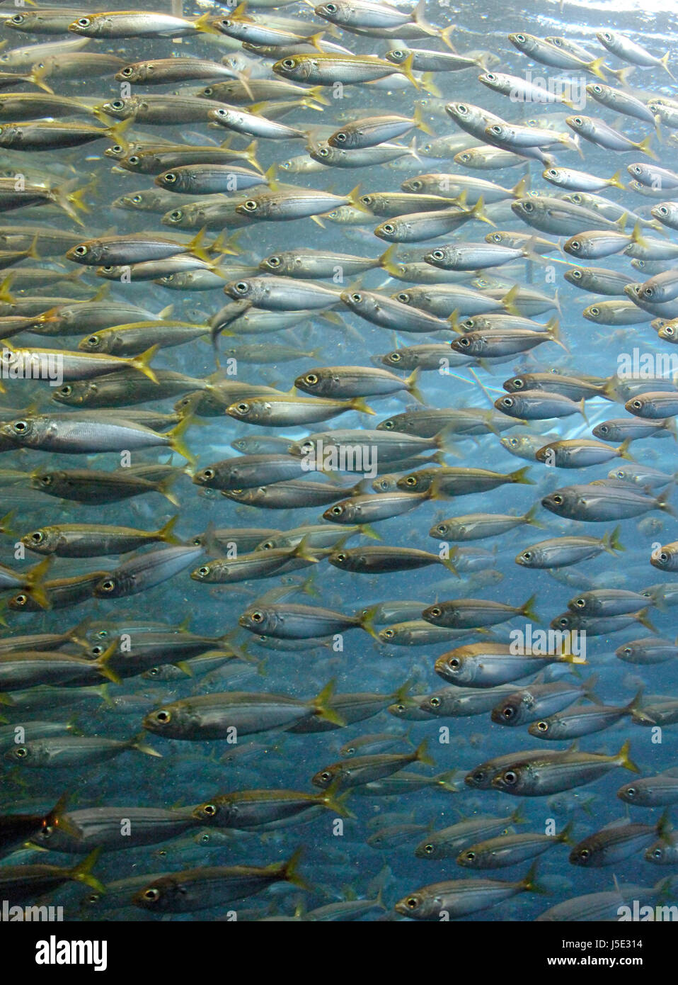 synchrone Winkel blaue Fisch Angeln Zusammenhalt Tauchen flossen Schwarm Fische Fische Stockfoto