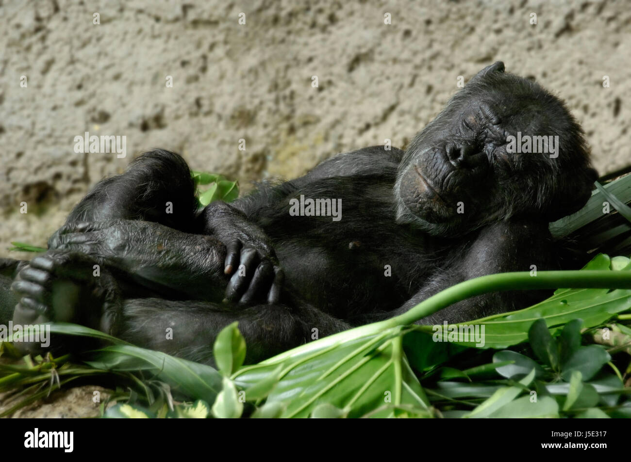 Schimpansen schlafen Stockfoto