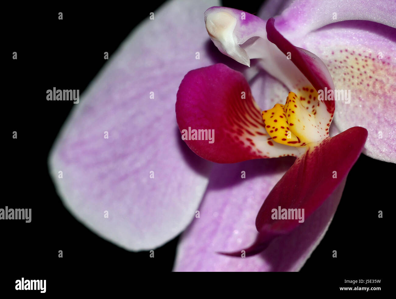 Königin der Blumen Stockfoto