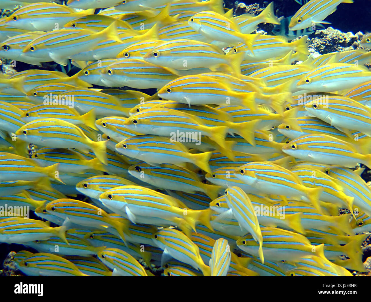 Fisch unter Wasser tauchen Fischen schnorcheln Schwarm Schule Seychellen Gruppe Salzwasser Stockfoto