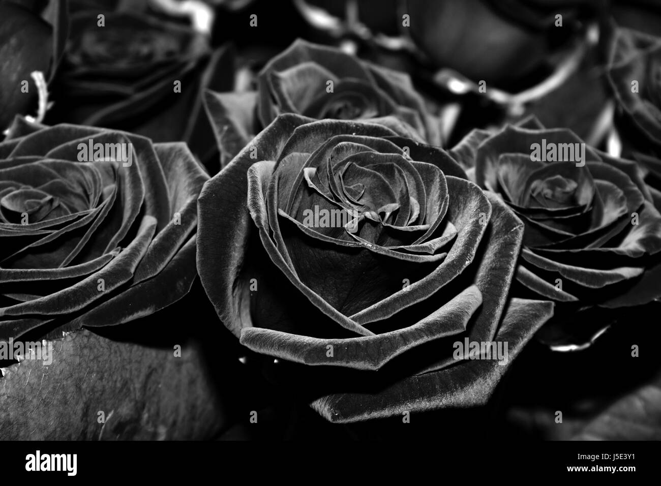 Denken Sie daran Tod Blume Blumen Pflanze Verlust Rosen Trauer Trauer Abschied Abschied Stockfoto