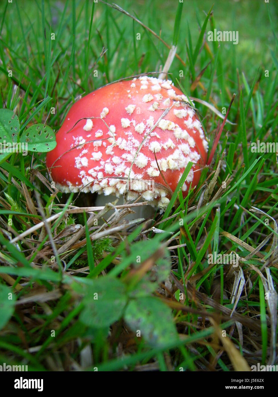 Tod, Feld, Küche, Küche, Poison, Pilz, Pilz, Fliegenpilz, Wiese, rot, Wald Stockfoto