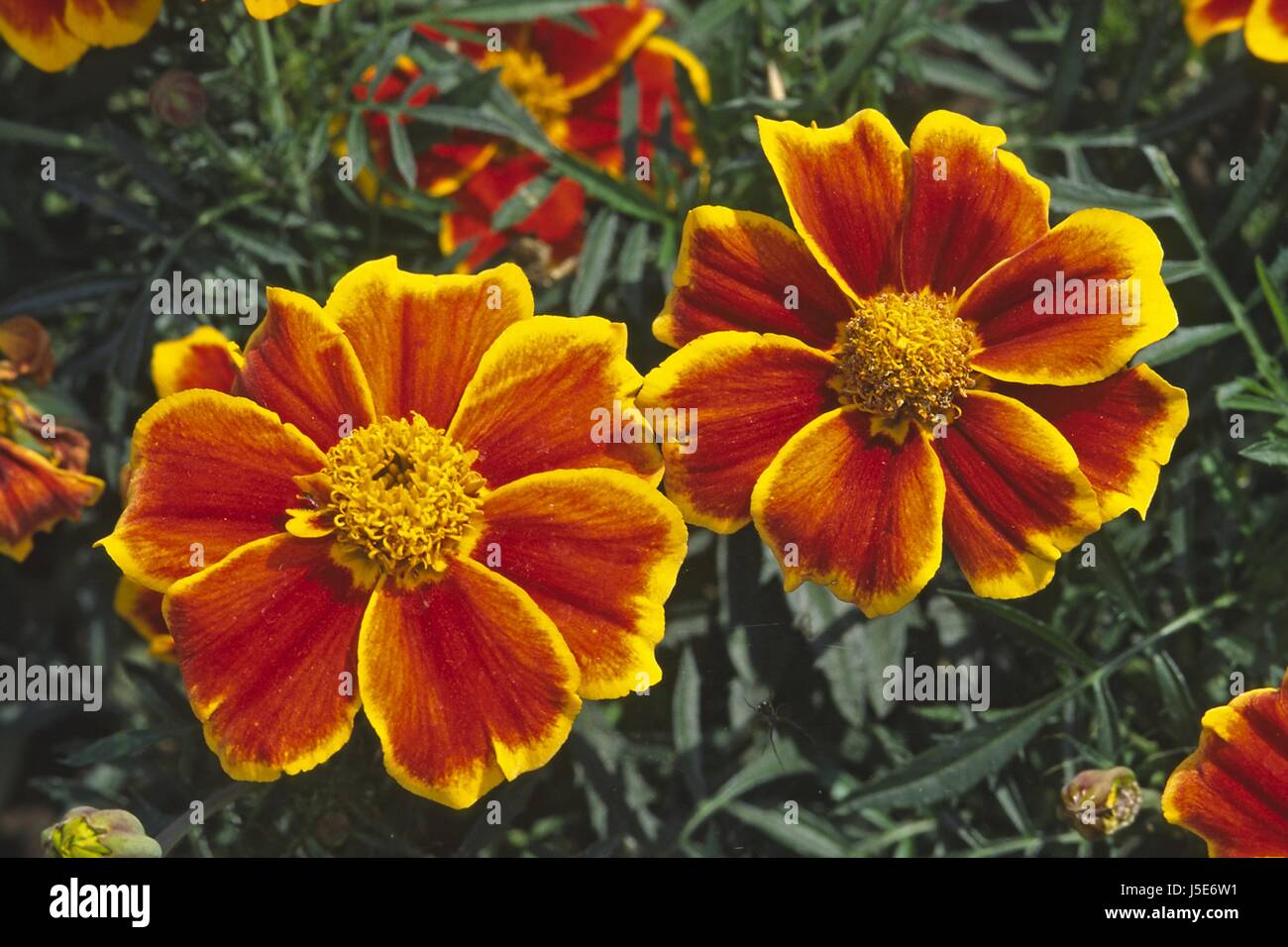 Tagetes Patula, Ringelblume Stockfoto