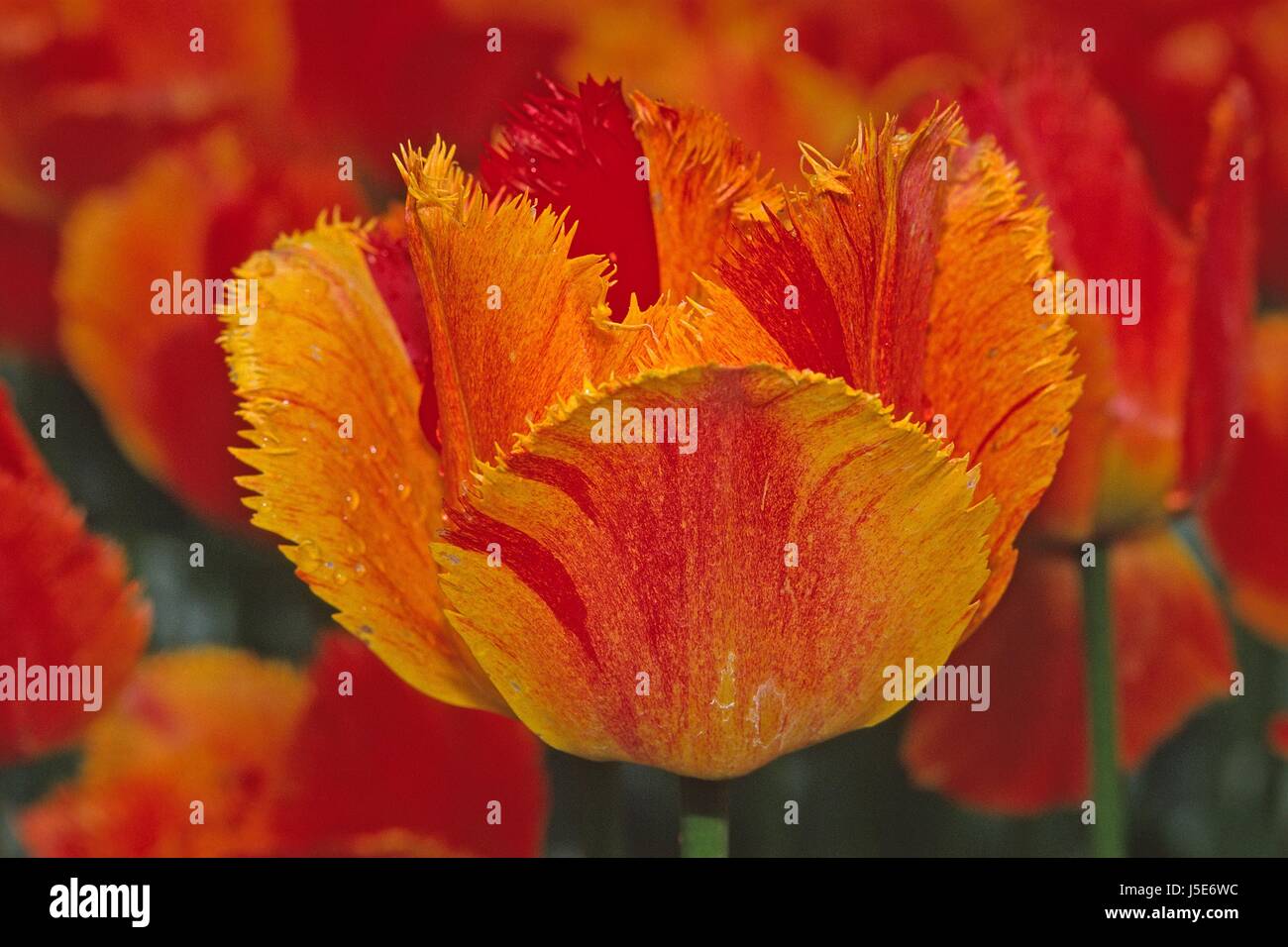 Garten-Tulpen Frühling Blume Pflanze Tulip Pflanzen Zierpflanzen Rot rot orange Stockfoto