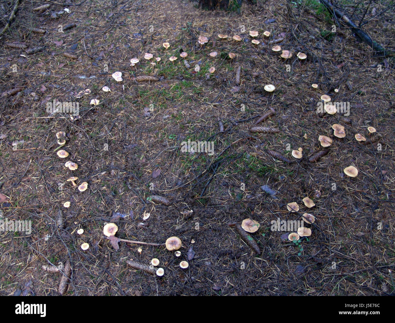 Ring unheimliche Kreis mystischen Pilze Pilz Pilz Wachstum Aberglaube  Stockfotografie - Alamy