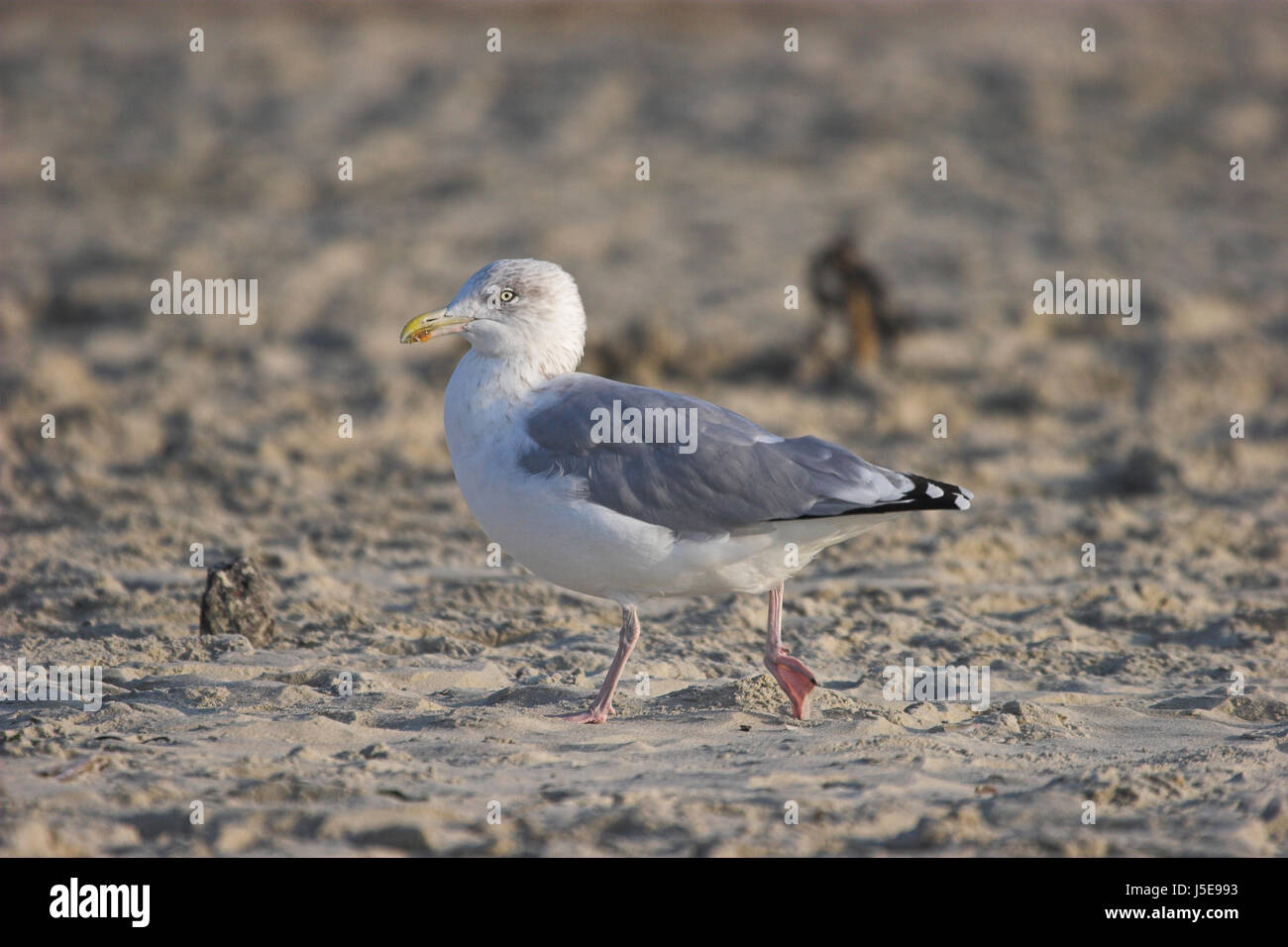 Flug Vogel Strand Meer Strand Küste Wasser Meer Salzwasser Nordsee Stockfoto