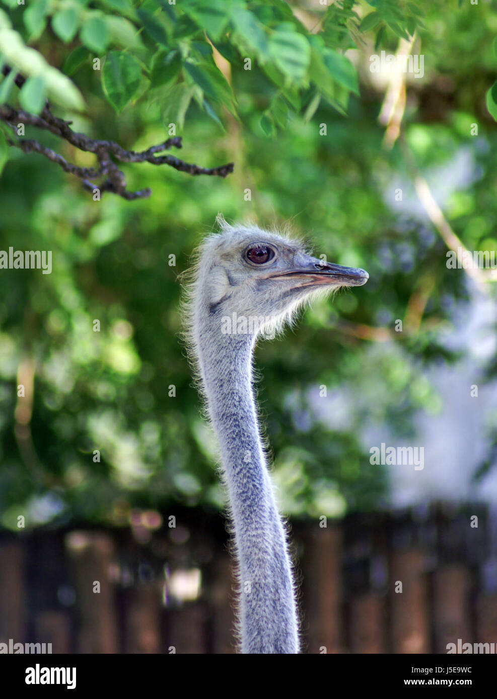 langem Hals Stockfoto