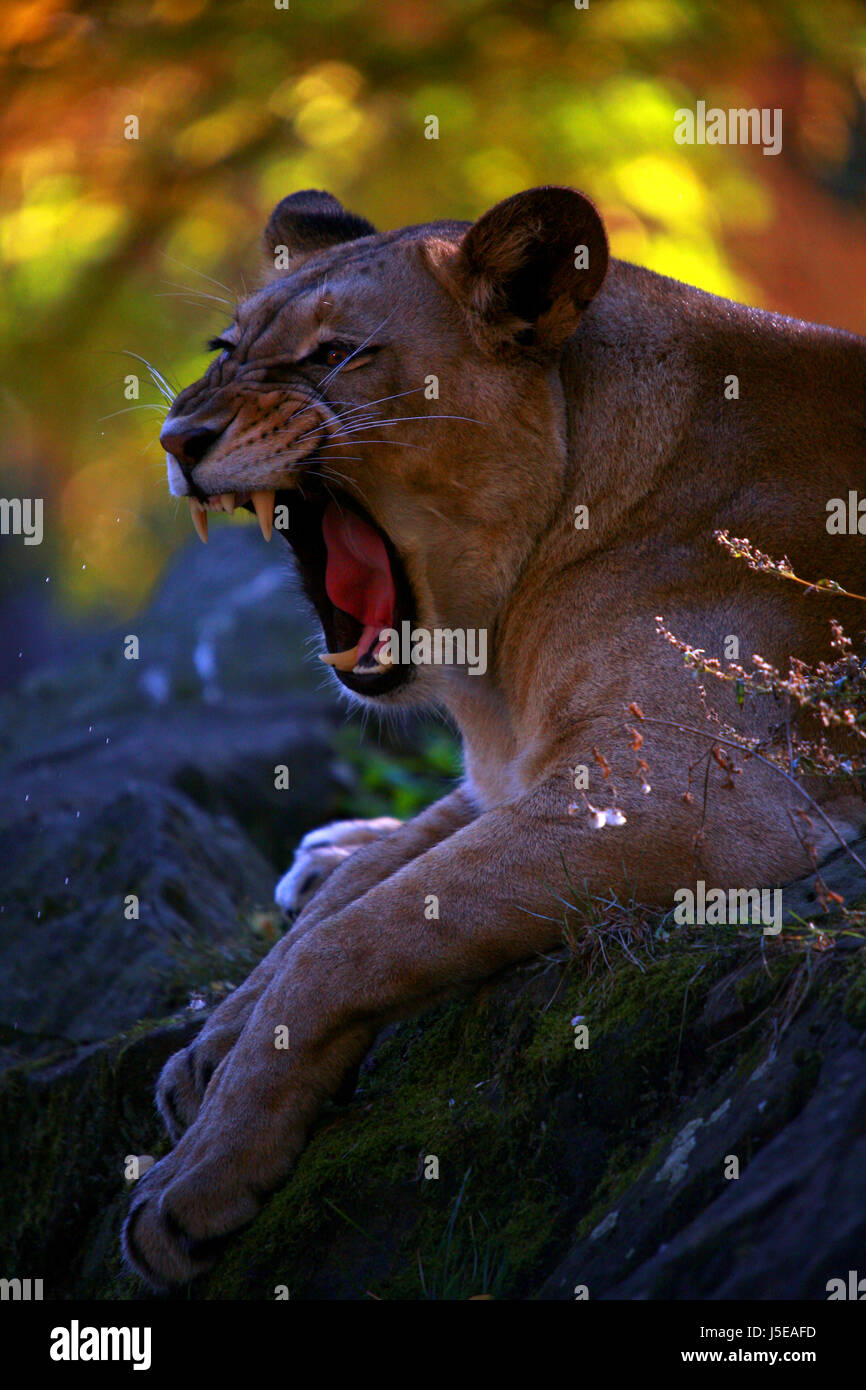 Glanz strahlt hell lucent leichte heitere leuchtende Zähne Löwe Katze Raubkatze Katze Stockfoto
