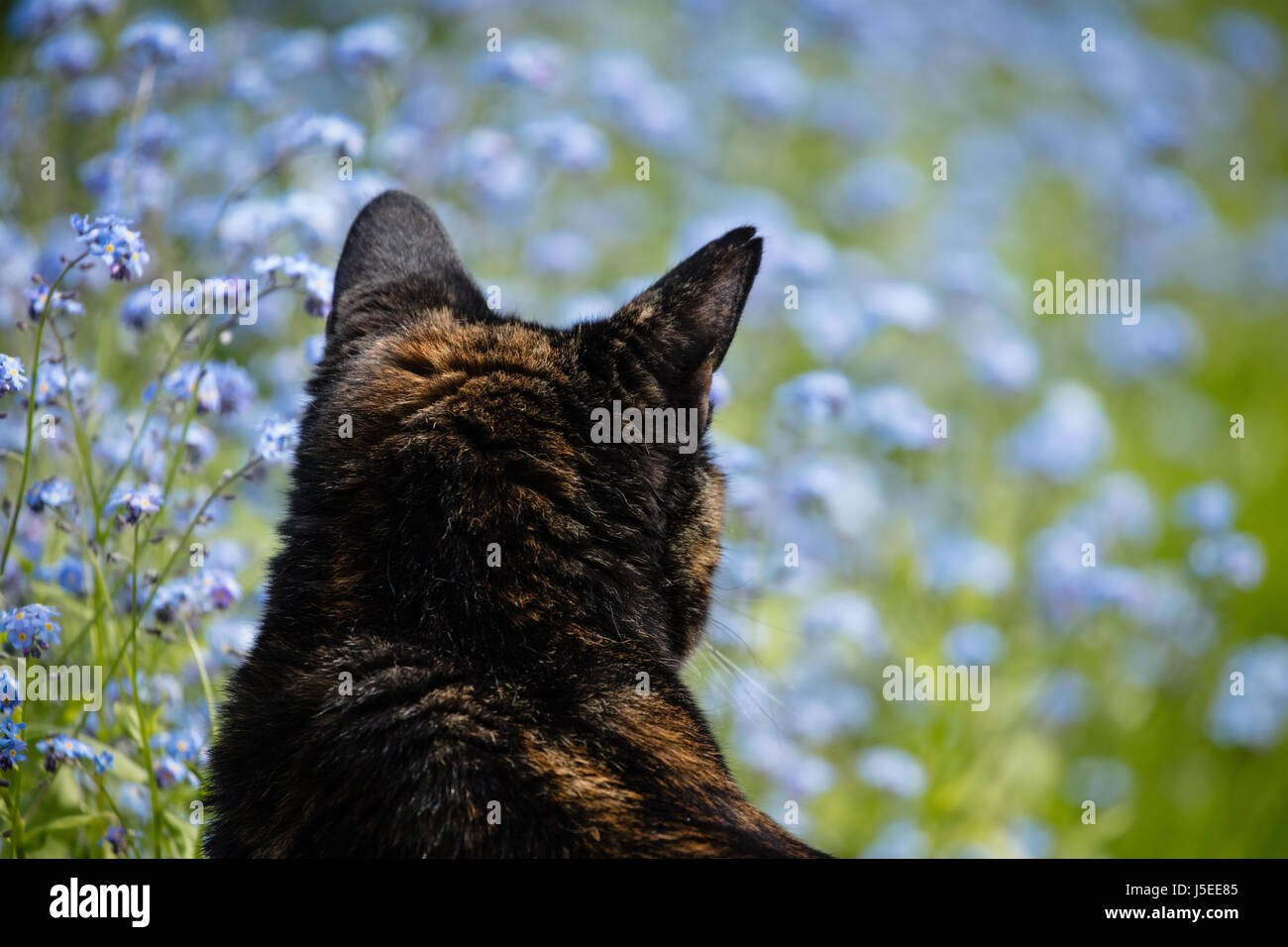 Blick in Ferne, umgeben von blauen Blüte Vergissmeinnicht Blumen schwarz Schildpatt-Katze Stockfoto